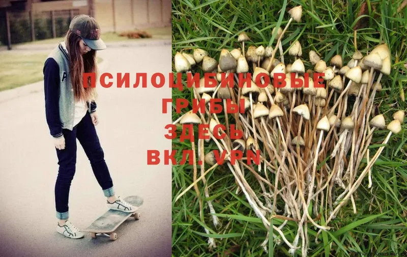 Галлюциногенные грибы Magic Shrooms  мега как зайти  Солигалич 